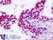 Threonyl-TRNA Synthetase Like 2 antibody, LS-B9153, Lifespan Biosciences, Immunohistochemistry paraffin image 