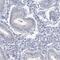 Testis Expressed 12 antibody, HPA038289, Atlas Antibodies, Immunohistochemistry paraffin image 