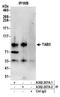 TGF-Beta Activated Kinase 1 (MAP3K7) Binding Protein 3 antibody, A302-207A, Bethyl Labs, Immunoprecipitation image 