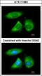 Nucleolar Protein 3 antibody, GTX111883, GeneTex, Immunofluorescence image 
