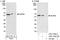 Nucleoporin 50 antibody, A301-782A, Bethyl Labs, Western Blot image 