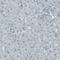 N-Terminal EF-Hand Calcium Binding Protein 2 antibody, AMAb90808, Atlas Antibodies, Immunohistochemistry frozen image 