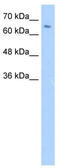 Zinc Finger Protein 57 antibody, TA345591, Origene, Western Blot image 