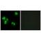 Tumor necrosis factor alpha-induced protein 8 antibody, A05158, Boster Biological Technology, Immunofluorescence image 