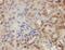 Zinc Finger CCCH-Type Containing, Antiviral 1 Like antibody, FNab09607, FineTest, Immunohistochemistry paraffin image 