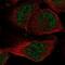 Solute Carrier Family 33 Member 1 antibody, NBP2-68761, Novus Biologicals, Immunofluorescence image 