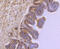 Glycogen Synthase Kinase 3 Beta antibody, 13-845, ProSci, Immunohistochemistry paraffin image 