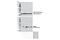 Proteasome Subunit Alpha 2 antibody, 11864S, Cell Signaling Technology, Western Blot image 