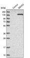 BEN Domain Containing 2 antibody, PA5-52669, Invitrogen Antibodies, Western Blot image 