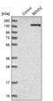 BEN Domain Containing 2 antibody, PA5-52669, Invitrogen Antibodies, Western Blot image 