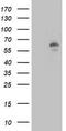 Lipase G, Endothelial Type antibody, TA501032, Origene, Western Blot image 