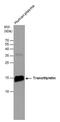 Transthyretin antibody, PA5-27220, Invitrogen Antibodies, Western Blot image 