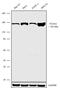 Stromal Antigen 2 antibody, 711529, Invitrogen Antibodies, Western Blot image 