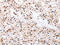 Programmed Cell Death 10 antibody, CSB-PA469157, Cusabio, Immunohistochemistry paraffin image 