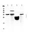 Tissue factor pathway inhibitor 2 antibody, A03697-1, Boster Biological Technology, Western Blot image 