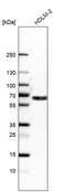 EGF Domain Specific O-Linked N-Acetylglucosamine Transferase antibody, PA5-53990, Invitrogen Antibodies, Western Blot image 