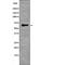 Serine/Threonine Kinase 11 antibody, PA5-64592, Invitrogen Antibodies, Western Blot image 