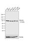 Phosphoinositide-3-Kinase Regulatory Subunit 1 antibody, MA1-74183, Invitrogen Antibodies, Western Blot image 