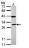 RAB3C, Member RAS Oncogene Family antibody, LS-C186008, Lifespan Biosciences, Western Blot image 