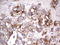 Lymphocyte activation antigen CD30 antibody, TA804021S, Origene, Immunohistochemistry frozen image 