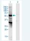 Nuclear Pore Complex Interacting Protein Family Member B15 antibody, H00440348-B01P-50ug, Novus Biologicals, Western Blot image 
