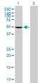 Mitochondrial Calcium Uptake 2 antibody, H00221154-B01P, Novus Biologicals, Western Blot image 