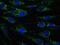 Enoyl-CoA Hydratase 1 antibody, GTX54746, GeneTex, Immunofluorescence image 