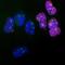 KI-67 antibody, M00254-3, Boster Biological Technology, Immunofluorescence image 