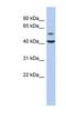 Olfactomedin Like 1 antibody, NBP1-58022, Novus Biologicals, Western Blot image 