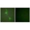 Adducin 1 antibody, A01575, Boster Biological Technology, Immunohistochemistry frozen image 