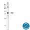 Protein Kinase C Theta antibody, MAB4368, R&D Systems, Western Blot image 