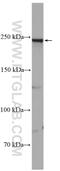 Sodium Voltage-Gated Channel Alpha Subunit 1 antibody, 28079-1-AP, Proteintech Group, Western Blot image 