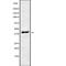 Programmed Cell Death 2 Like antibody, PA5-68047, Invitrogen Antibodies, Western Blot image 