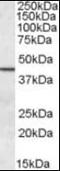 Septin 2 antibody, orb88993, Biorbyt, Western Blot image 