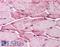 Cystinosin, Lysosomal Cystine Transporter antibody, LS-B205, Lifespan Biosciences, Immunohistochemistry paraffin image 