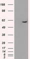 Protein Phosphatase 5 Catalytic Subunit antibody, LS-C784393, Lifespan Biosciences, Western Blot image 