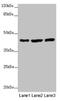 Mitochondrial Transcription Termination Factor 4 antibody, CSB-PA800224LA01HU, Cusabio, Western Blot image 