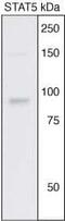 Signal Transducer And Activator Of Transcription 5A antibody, 44-368G, Invitrogen Antibodies, Western Blot image 