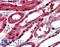 Polymeric Immunoglobulin Receptor antibody, LS-A8430, Lifespan Biosciences, Immunohistochemistry paraffin image 