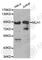 MutL Homolog 1 antibody, A0254, ABclonal Technology, Western Blot image 
