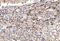 Geminin DNA Replication Inhibitor antibody, A06060-3, Boster Biological Technology, Immunohistochemistry paraffin image 