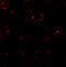 LEM Domain Containing 2 antibody, 6891, ProSci, Immunofluorescence image 