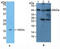 Apolipoprotein A4 antibody, MBS2002143, MyBioSource, Western Blot image 