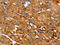 Ring Finger Protein 14 antibody, CSB-PA409215, Cusabio, Immunohistochemistry paraffin image 