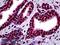 Myocyte Enhancer Factor 2A antibody, LS-B5468, Lifespan Biosciences, Immunohistochemistry paraffin image 