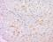 Copine 6 antibody, orb156437, Biorbyt, Immunohistochemistry paraffin image 