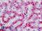 Cathepsin D antibody, LS-B9108, Lifespan Biosciences, Immunohistochemistry frozen image 