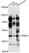 Tripartite Motif Containing 43 antibody, LS-C749446, Lifespan Biosciences, Western Blot image 