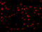 OTU Deubiquitinase 4 antibody, 5075, ProSci, Immunofluorescence image 