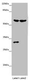 Telomeric Repeat Binding Factor 2 antibody, CSB-PA620883LA01HU, Cusabio, Western Blot image 